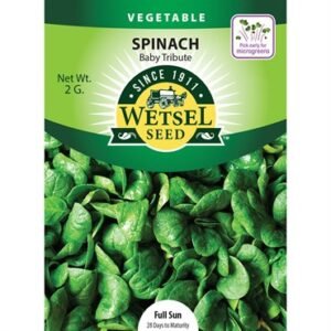 Wetsel Baby Tribute Spinach Seeds