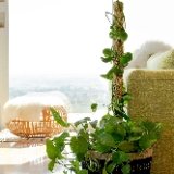 Supermoss Sphagnum Moss Pole Long Lasting Climbing Stake